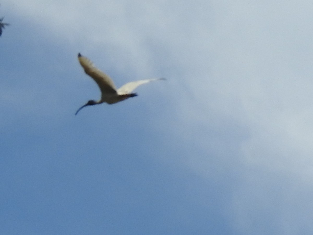 Australian Ibis - ML305030991