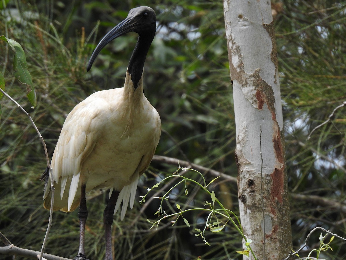 Australian Ibis - ML305031001