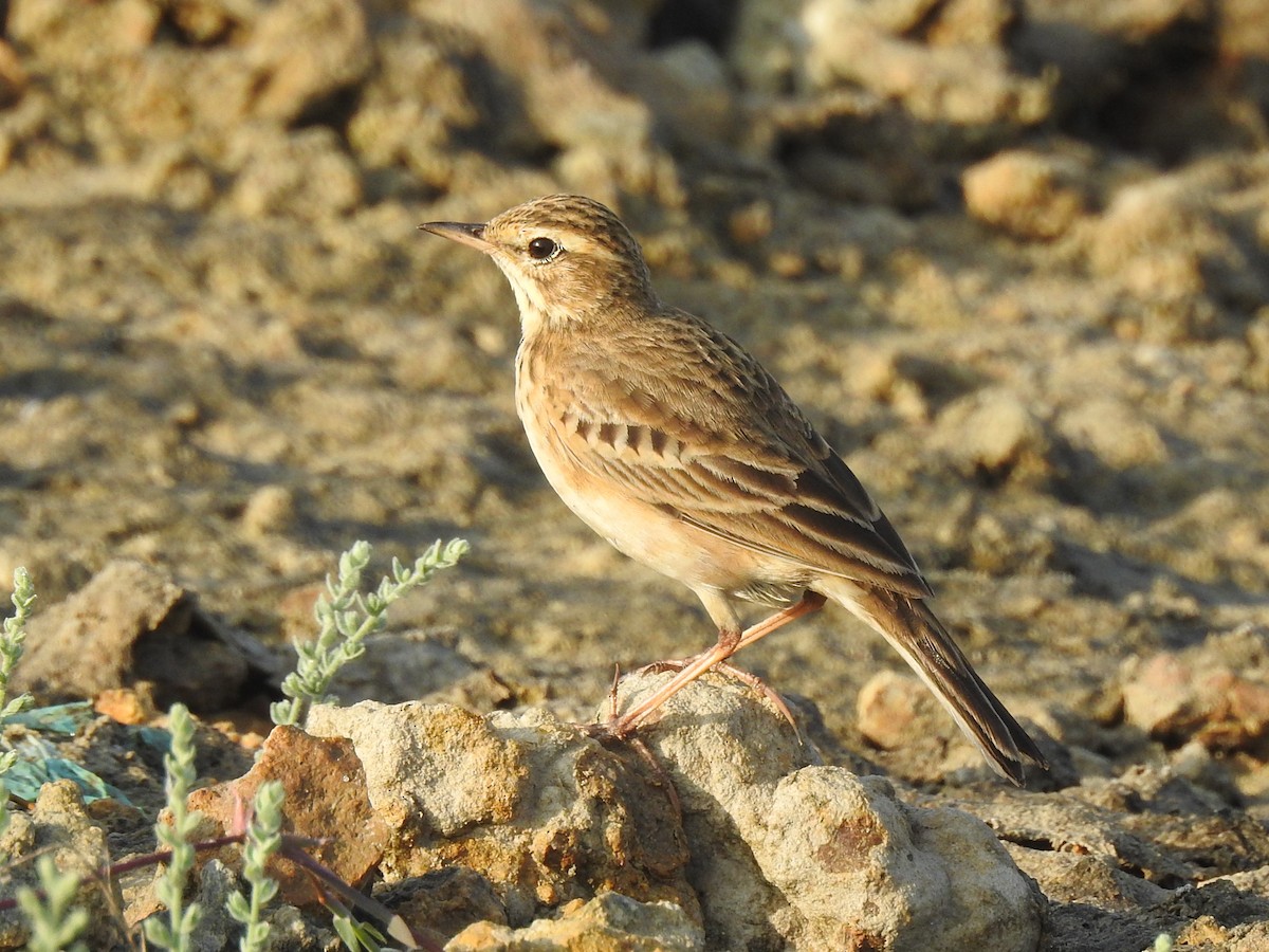 Paddyfield Pipit - Nimali Digo & Thilanka Edirisinghe