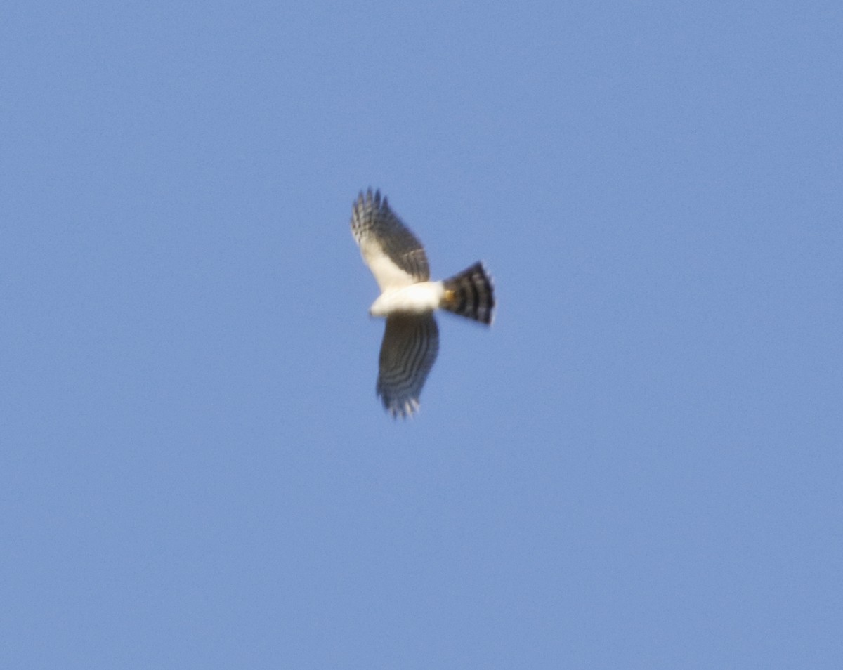 Sharp-shinned Hawk - ML305032651