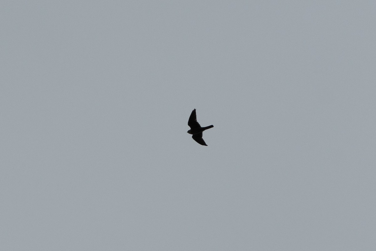 Merlin - ML305034311