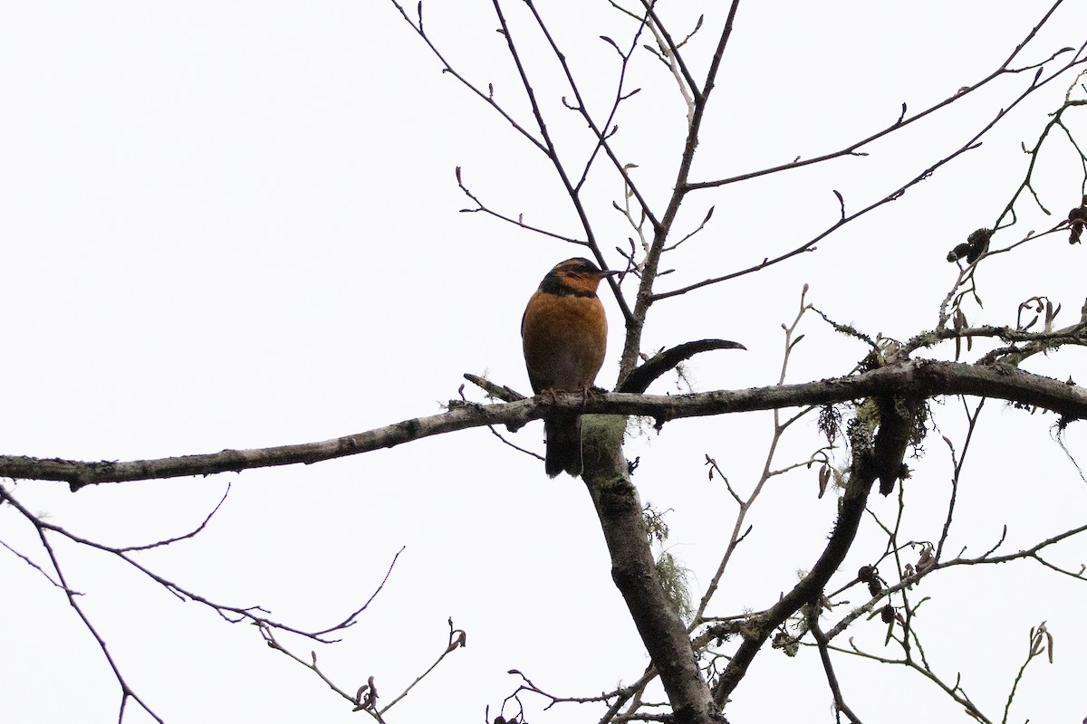 Varied Thrush - ML305034511