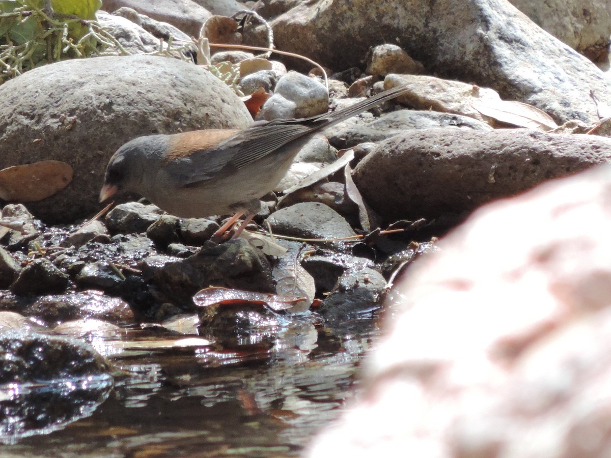 Dark-eyed Junco (Gray-headed) - John Terry