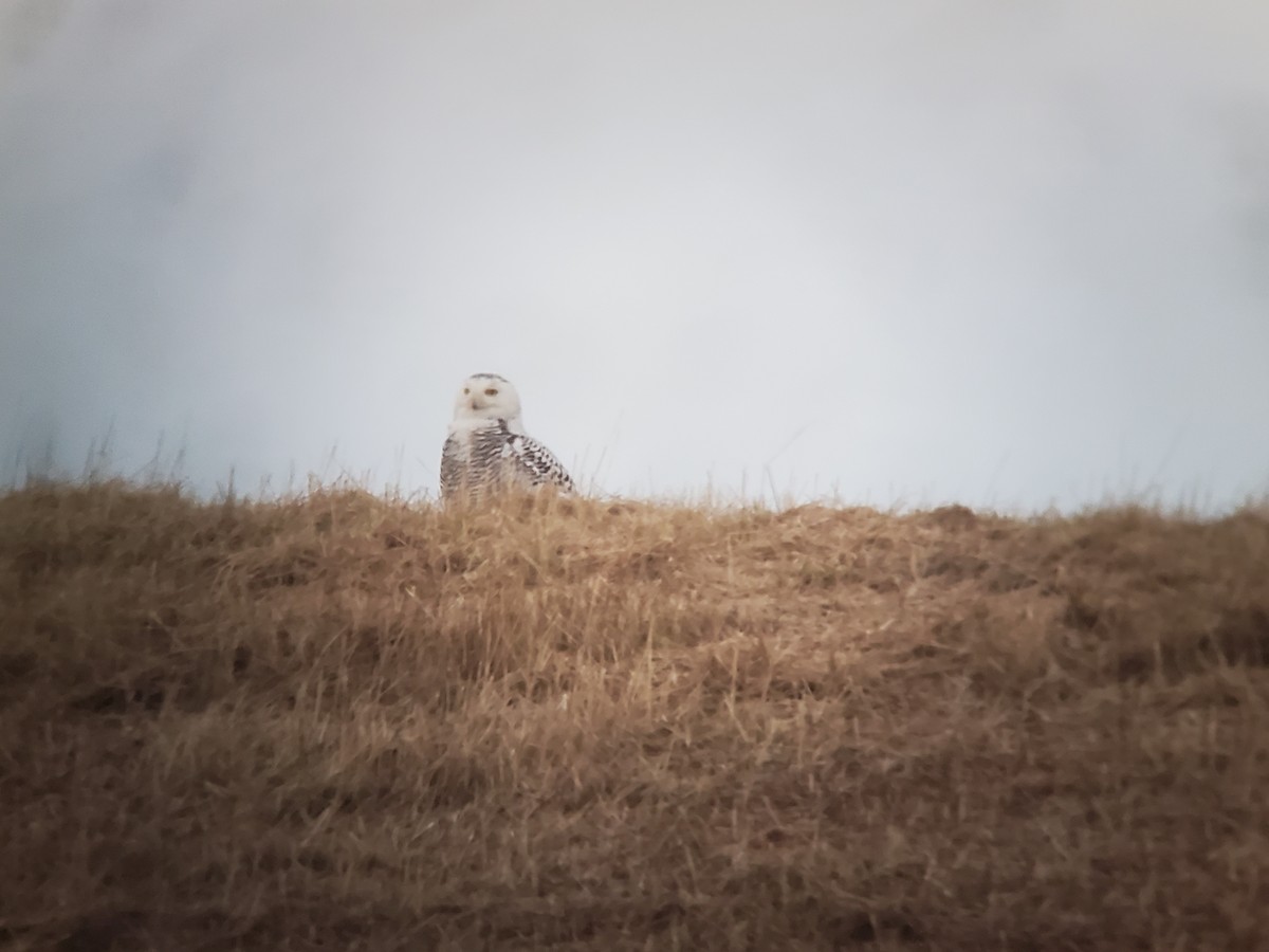 Snowy Owl - ML305034831