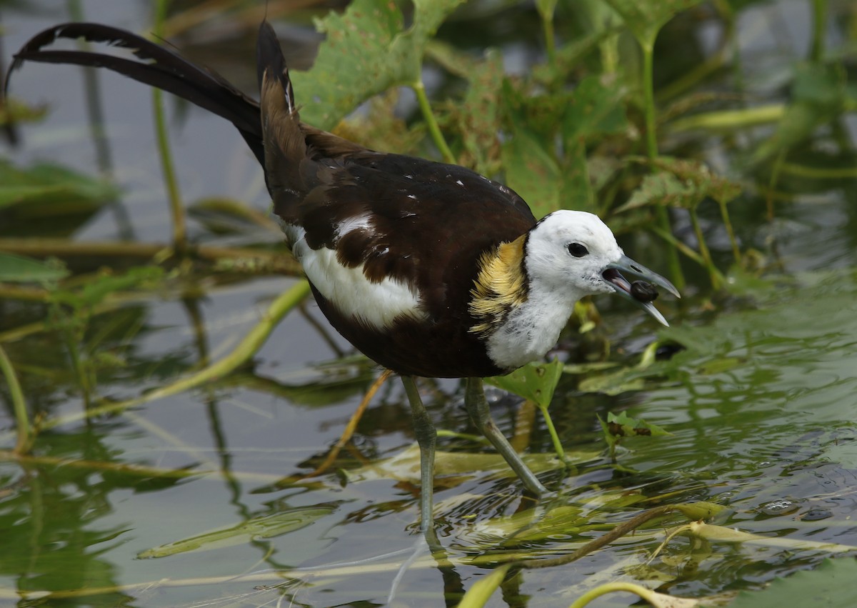 Pheasant-tailed Jacana - ML305036201