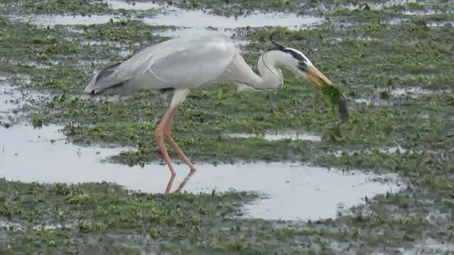 Gray Heron - ML305037221