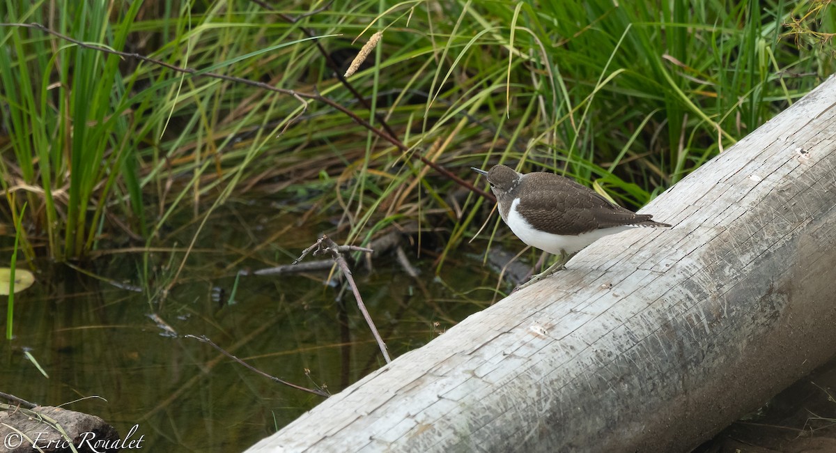 Common Sandpiper - Eric Francois Roualet