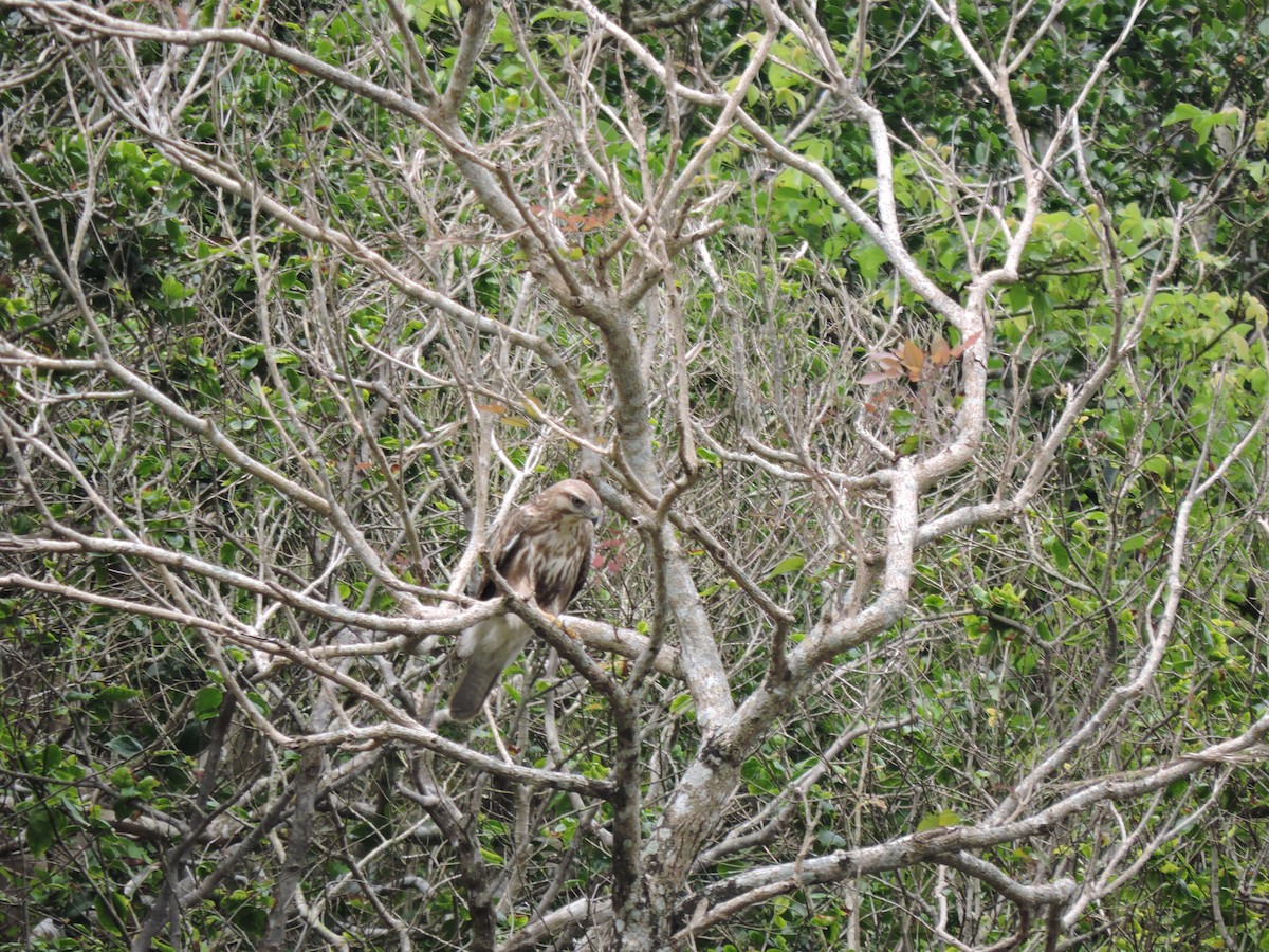 Eastern Buzzard - ML305037801