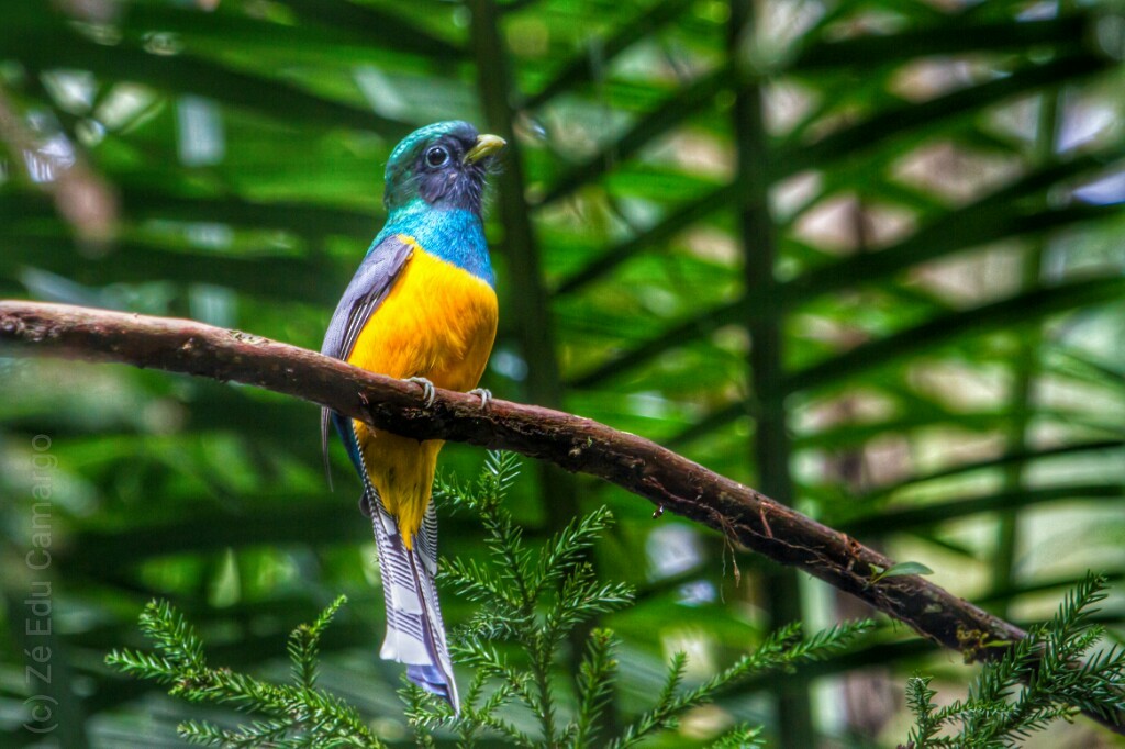 Atlantic Black-throated Trogon - ML30504311