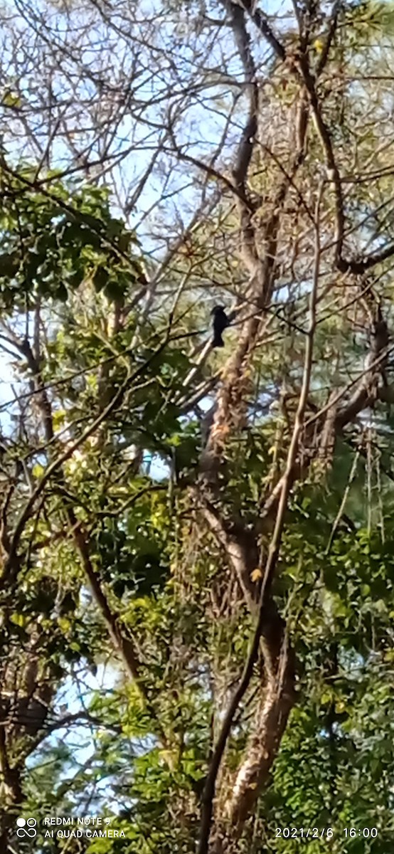 Hair-crested Drongo - ML305043561