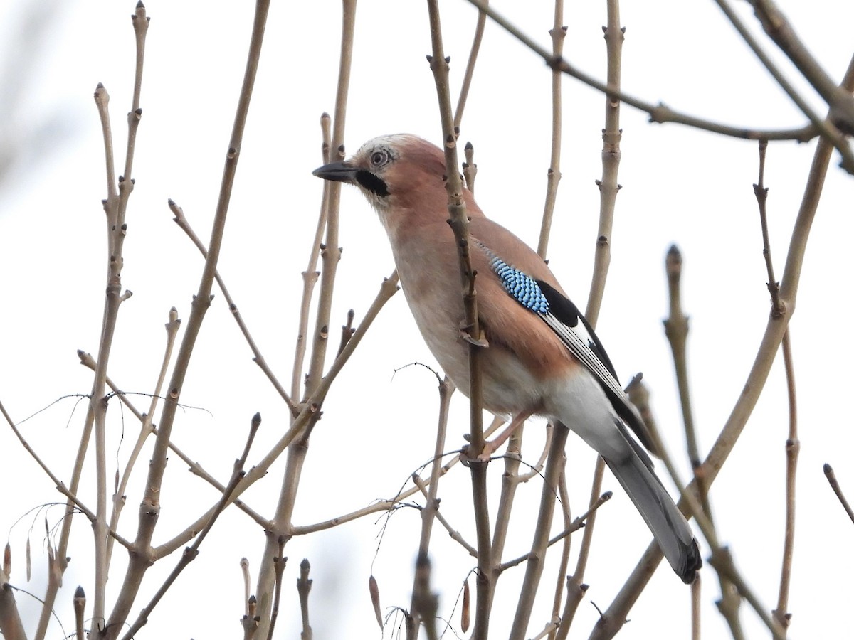 Eurasian Jay - Richard Warner