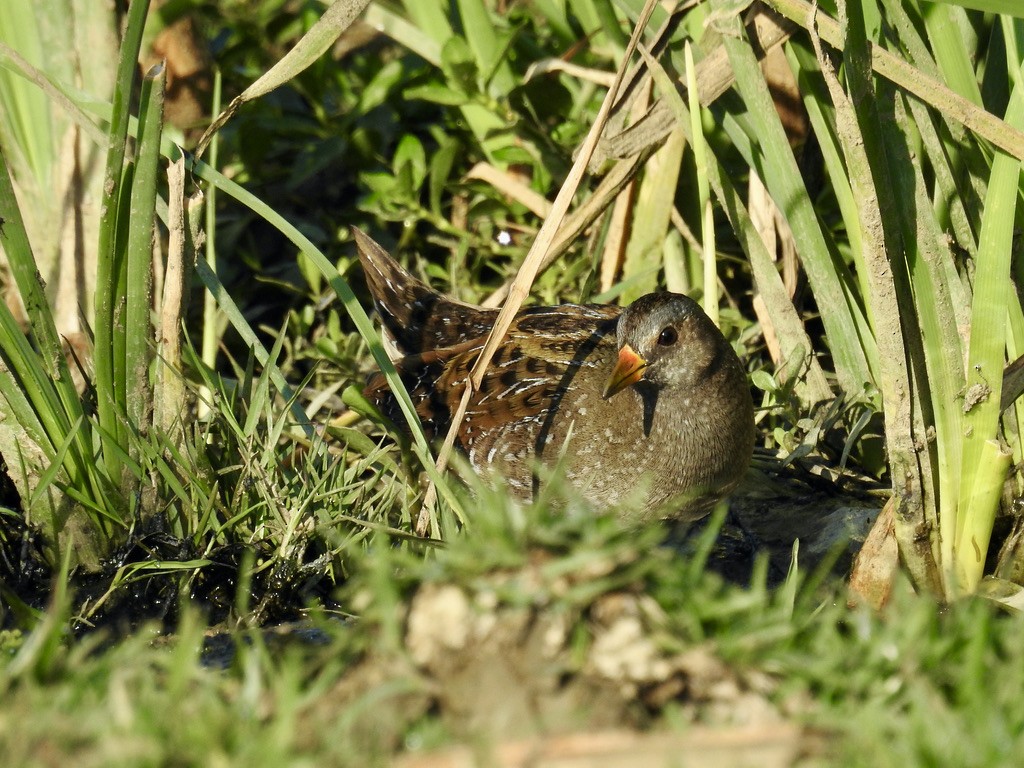 Spotted Crake - ML305049101