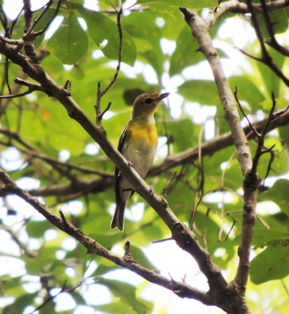 Yellow-throated Vireo - ML30504911