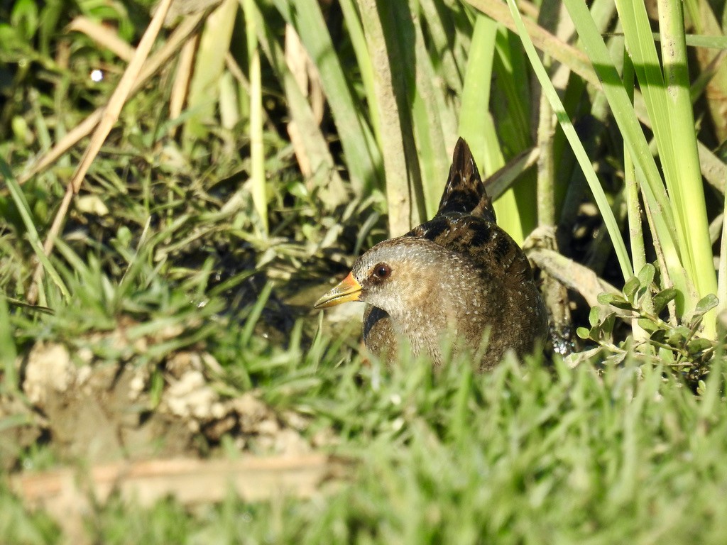 Spotted Crake - ML305049121