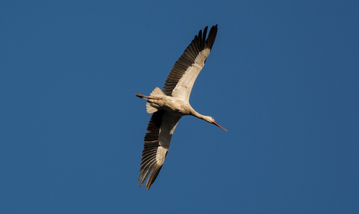 White Stork - ML305049131