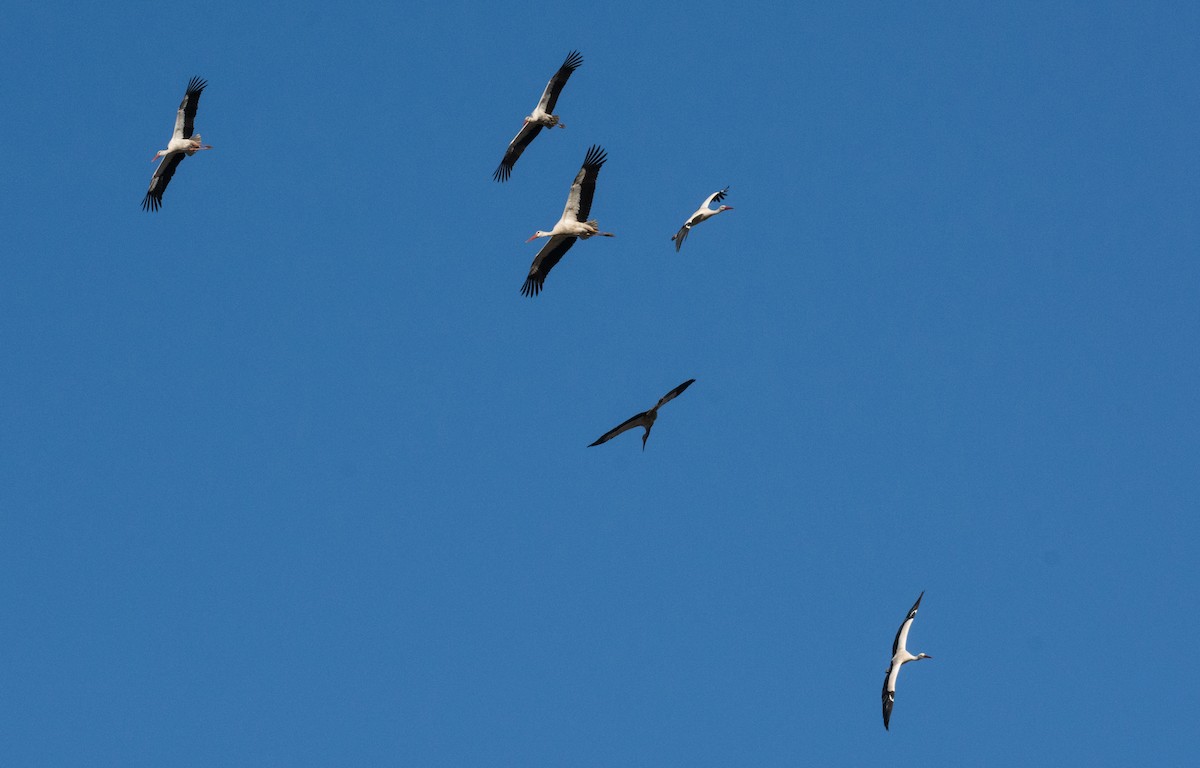 White Stork - ML305049171