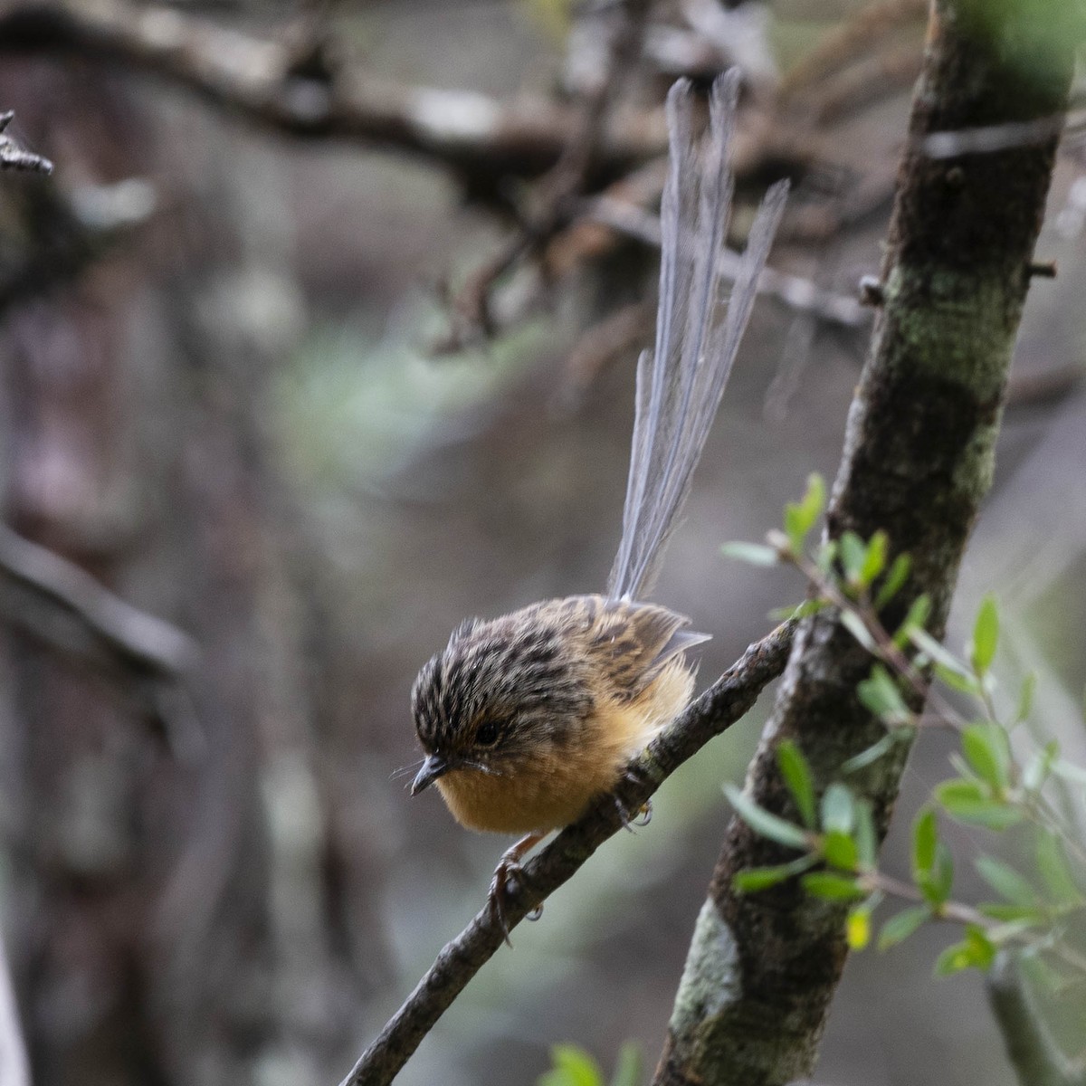 Southern Emuwren - ML305049621