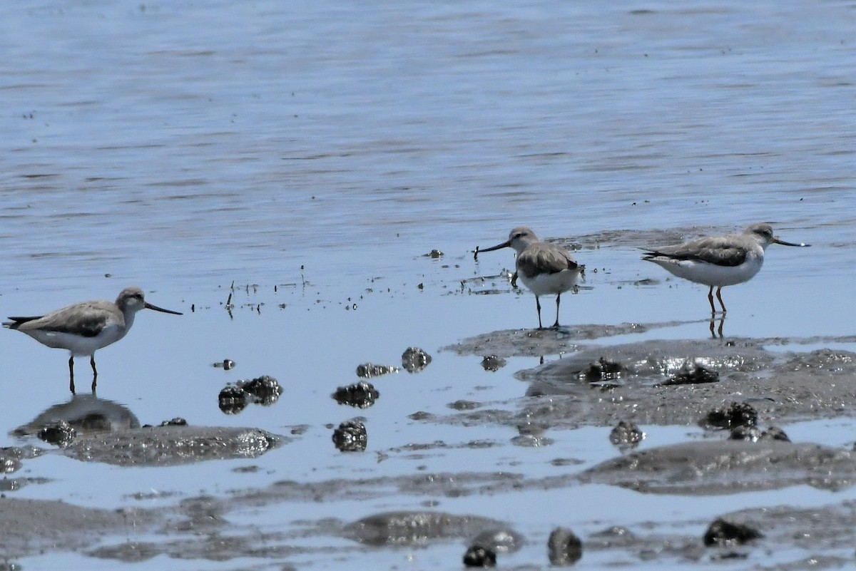 Terek Sandpiper - ML305051191