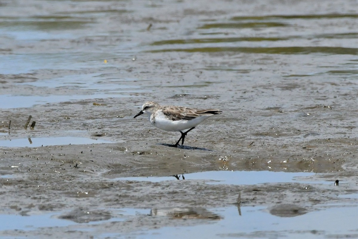 Red-necked Stint - ML305051211