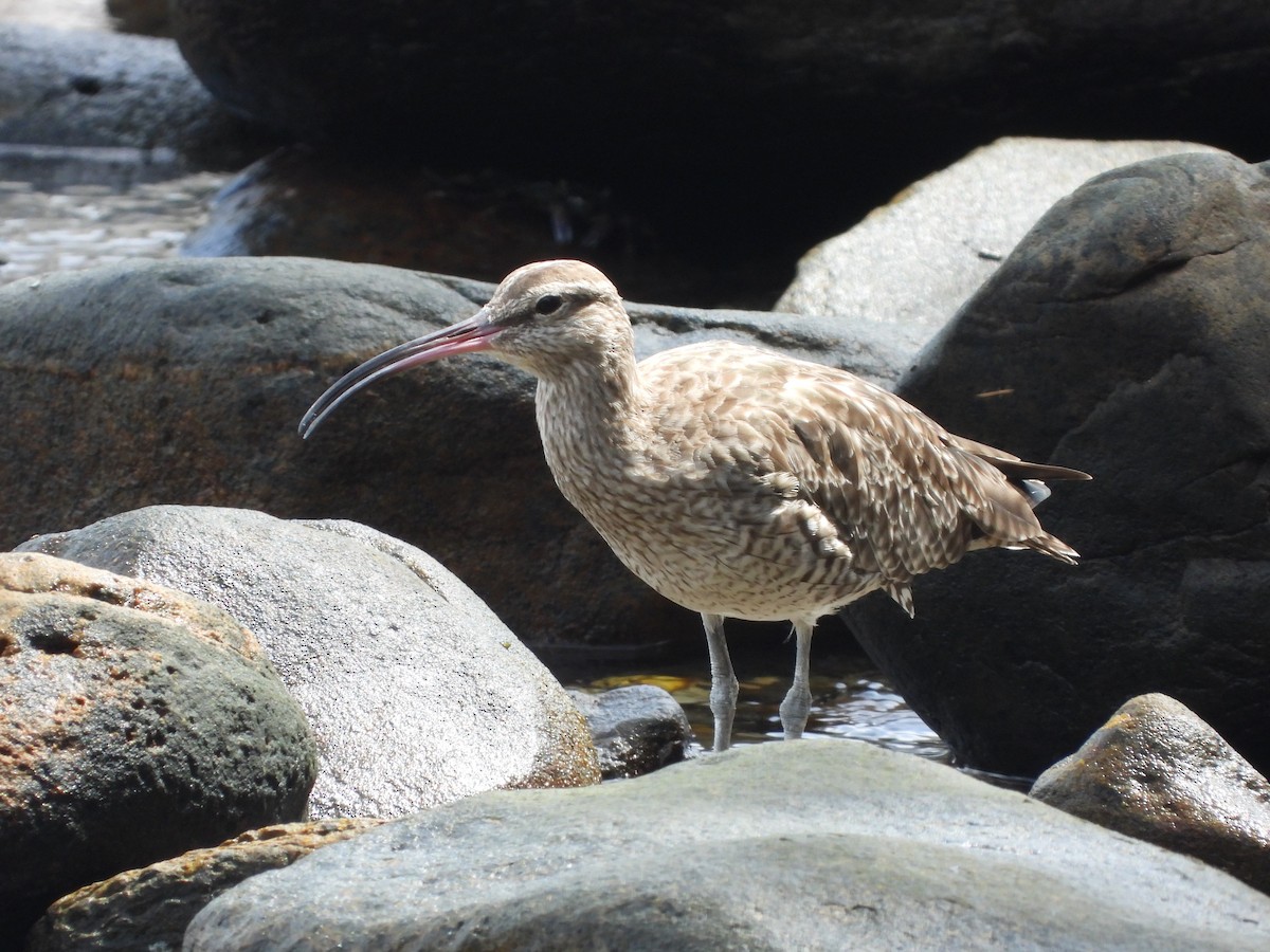 Whimbrel - ML305051781