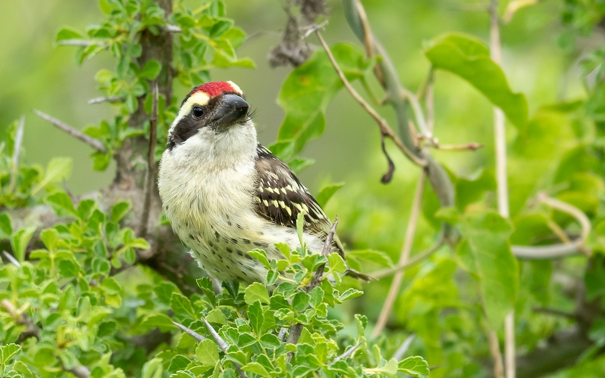 diademskjeggfugl - ML305051801