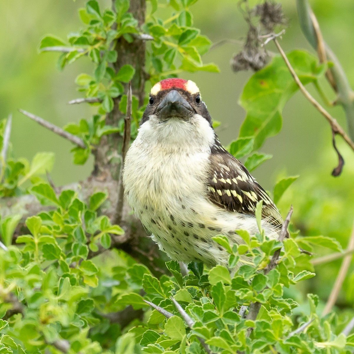 diademskjeggfugl - ML305051841