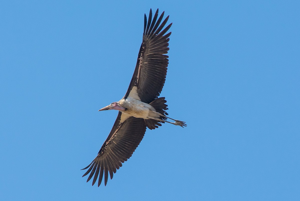 Marabou Stork - ML305052411