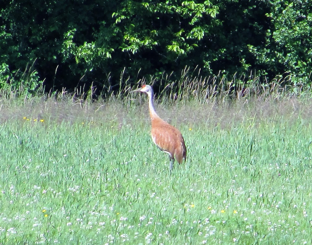 Sandhill Crane - Robert Hunt