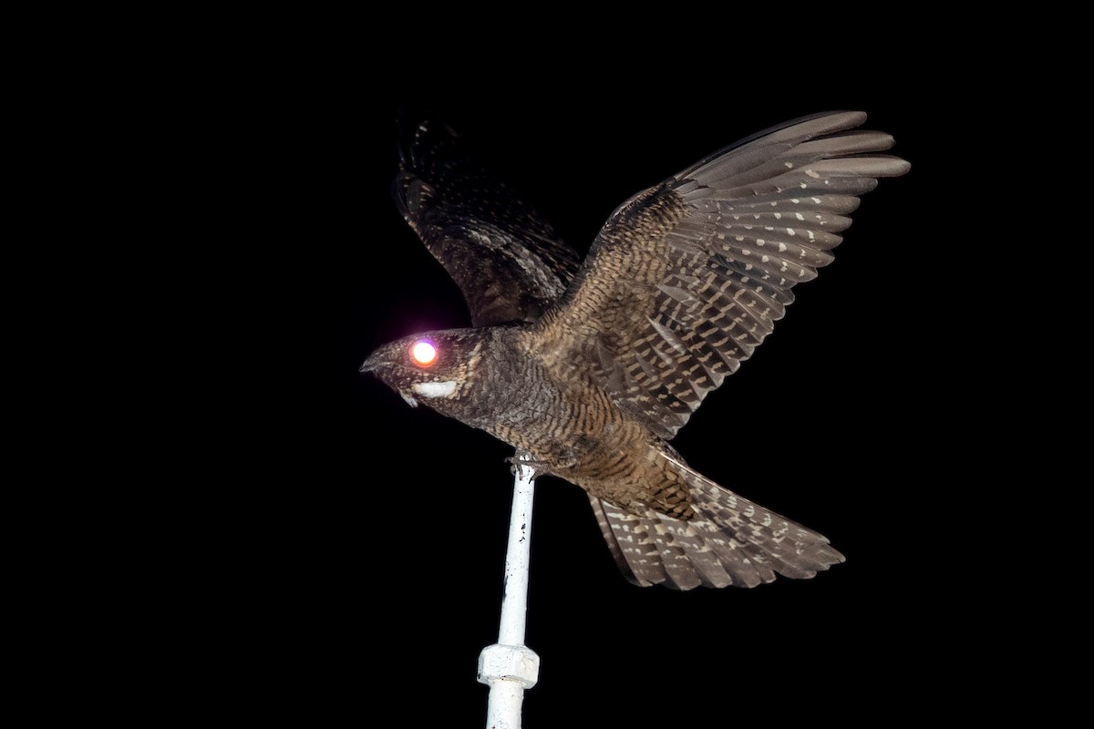 White-throated Nightjar - ML305054671