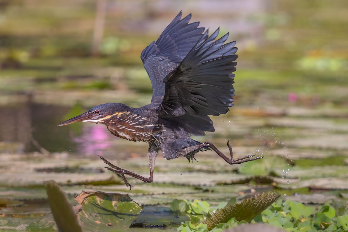 Black Bittern - ML305054931