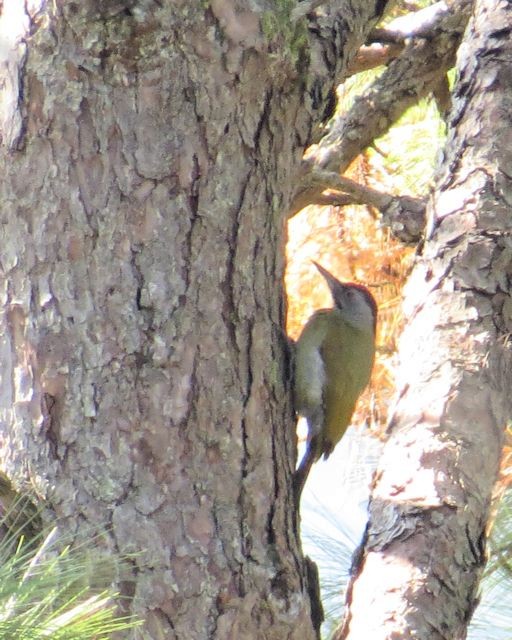 Gray-headed Woodpecker (Black-naped) - ML305055271