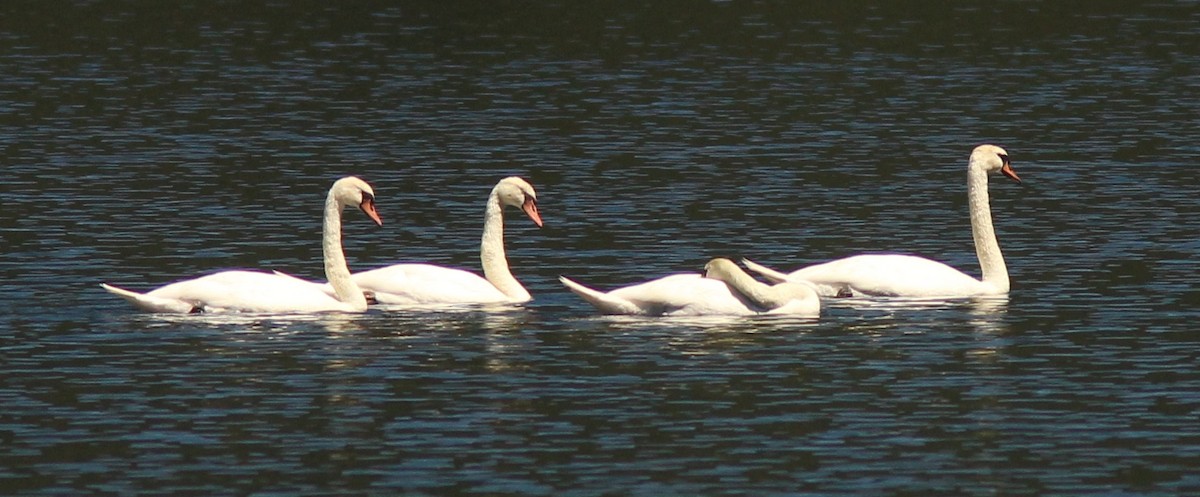 Cygne tuberculé - ML30505751