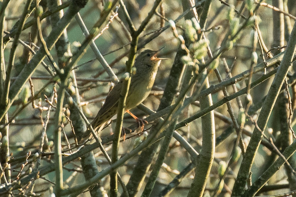 Common Grasshopper Warbler - Francesco Veronesi