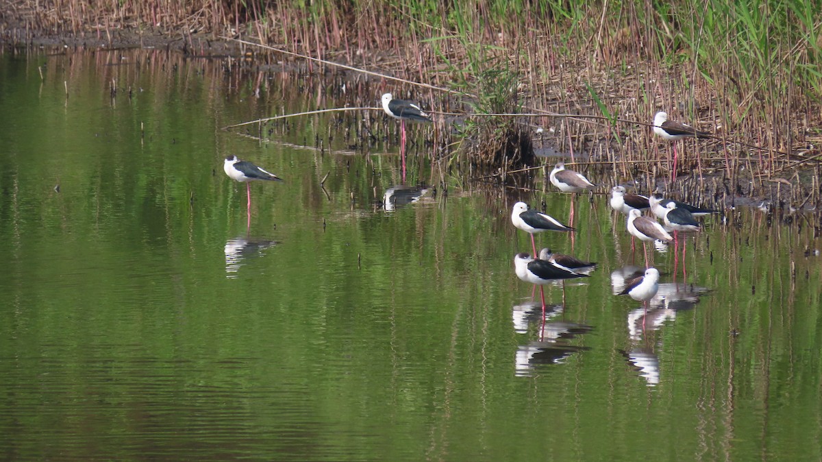 Black-winged Stilt - ML305057831