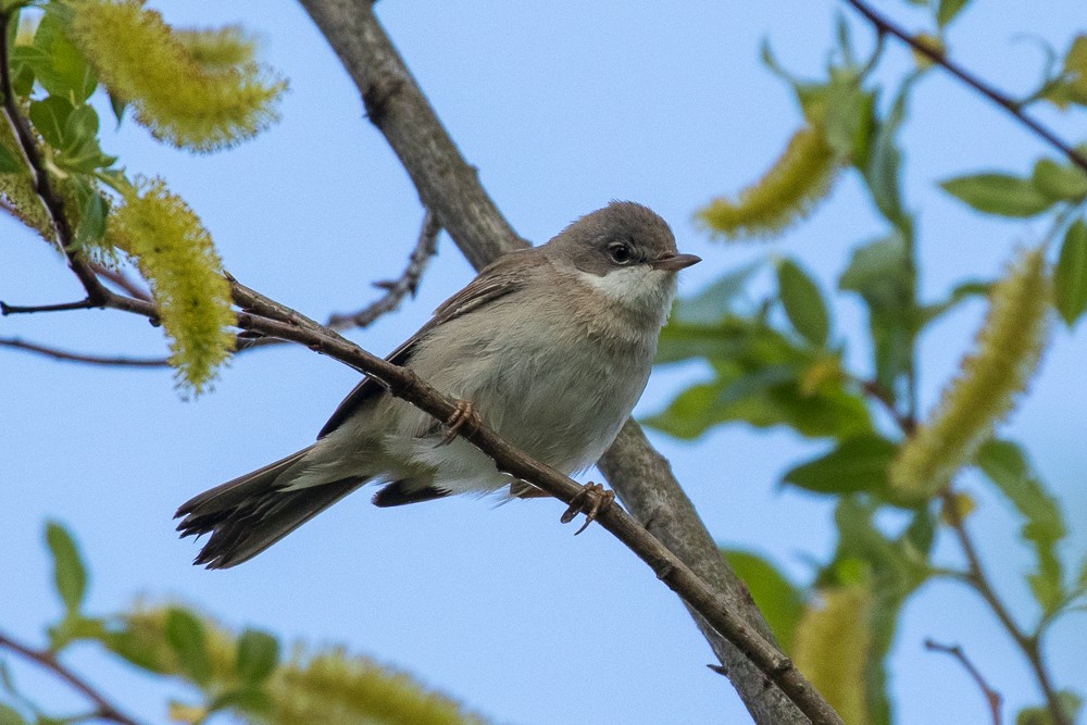 Lesser Whitethroat - ML305057851