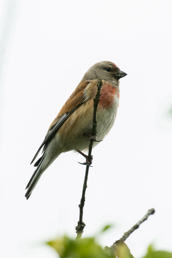 Eurasian Linnet - Francesco Veronesi