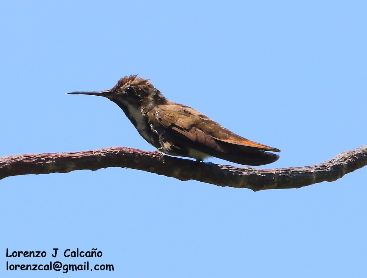 Ruby-topaz Hummingbird - ML305058051