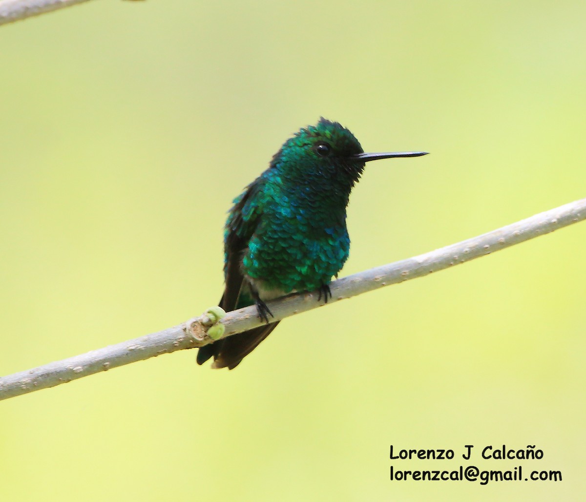 Blue-chinned Sapphire - Lorenzo Calcaño