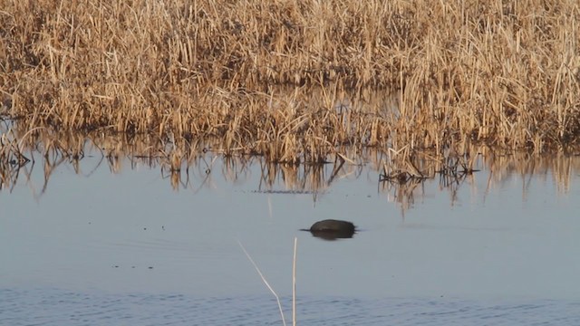 American Coot (Red-shielded) - ML305058751