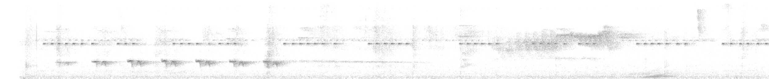 Weißbauch-Ameisenschlüpfer - ML305059181
