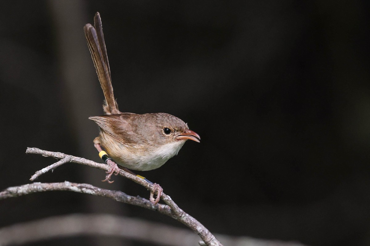 Red-backed Fairywren - ML305059311