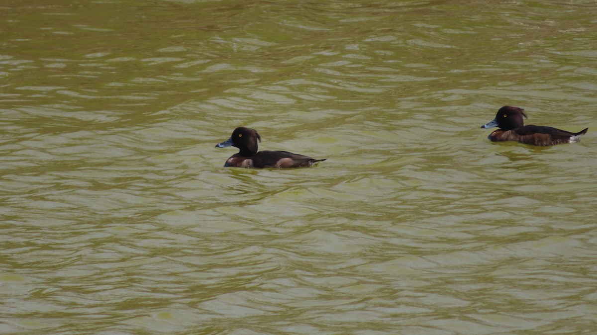 Tufted Duck - ML305060061