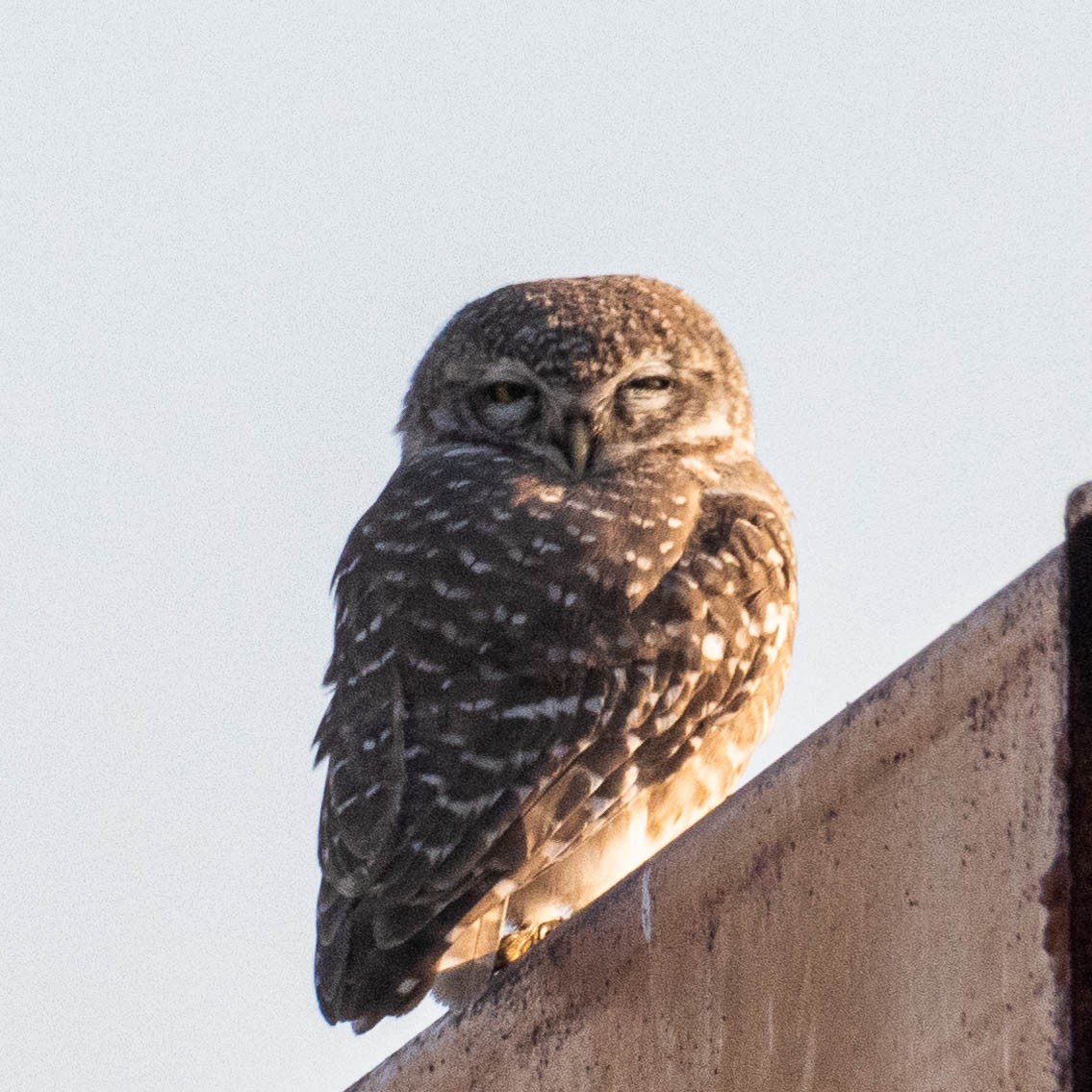 Spotted Owlet - ML305060531