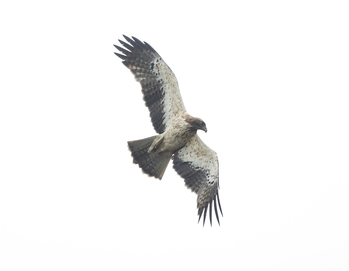 Booted Eagle - ML305061921