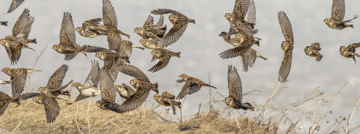 Lapland Longspur - ML305062651