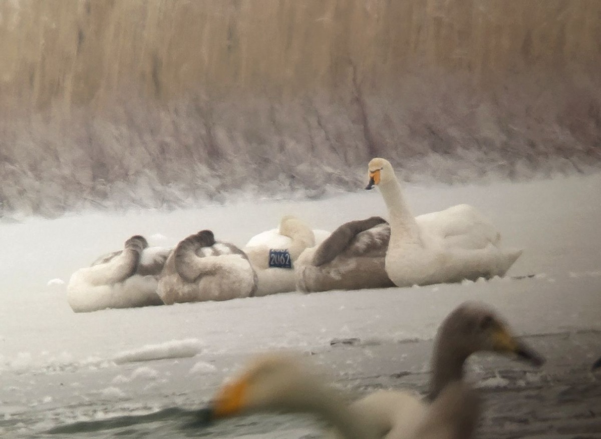 Whooper Swan - ML305062681