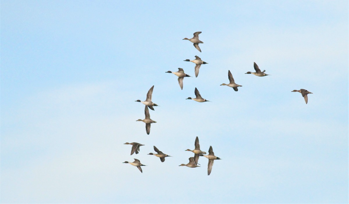 Northern Pintail - ML305063501