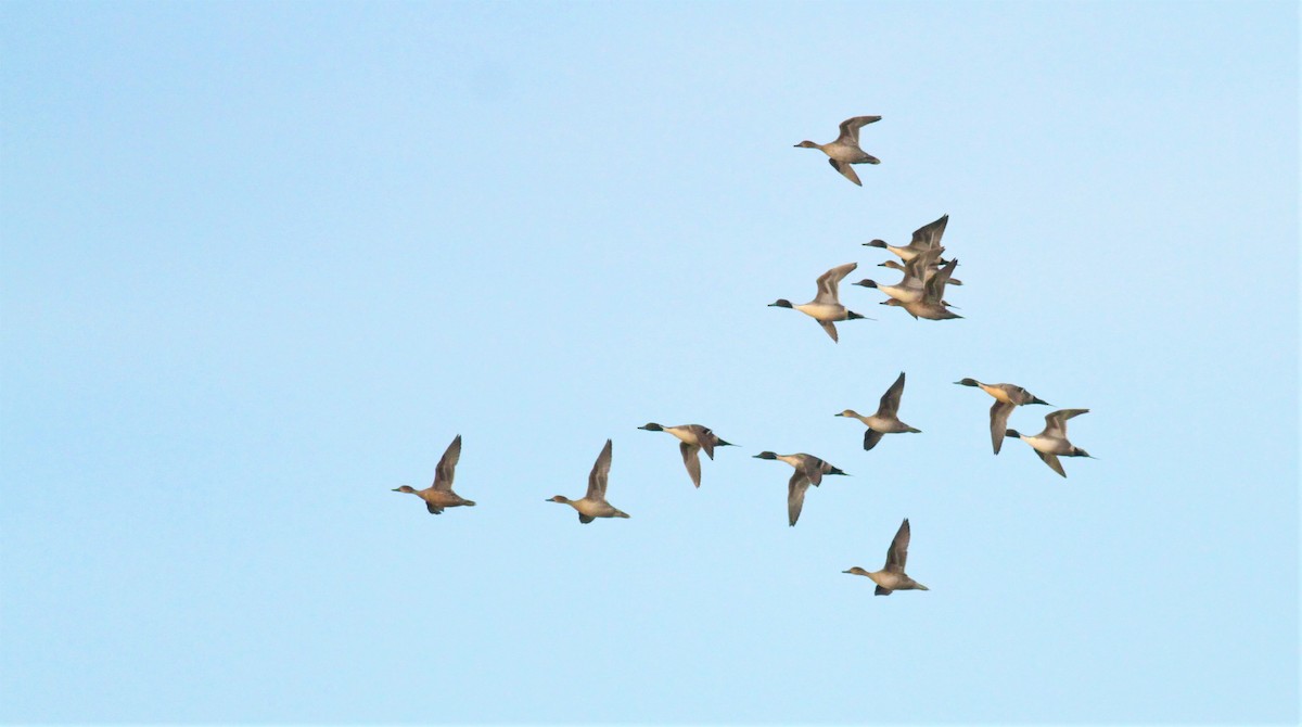 Northern Pintail - ML305063511