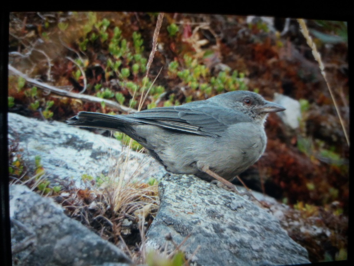 Boulder Finch - ML305063791