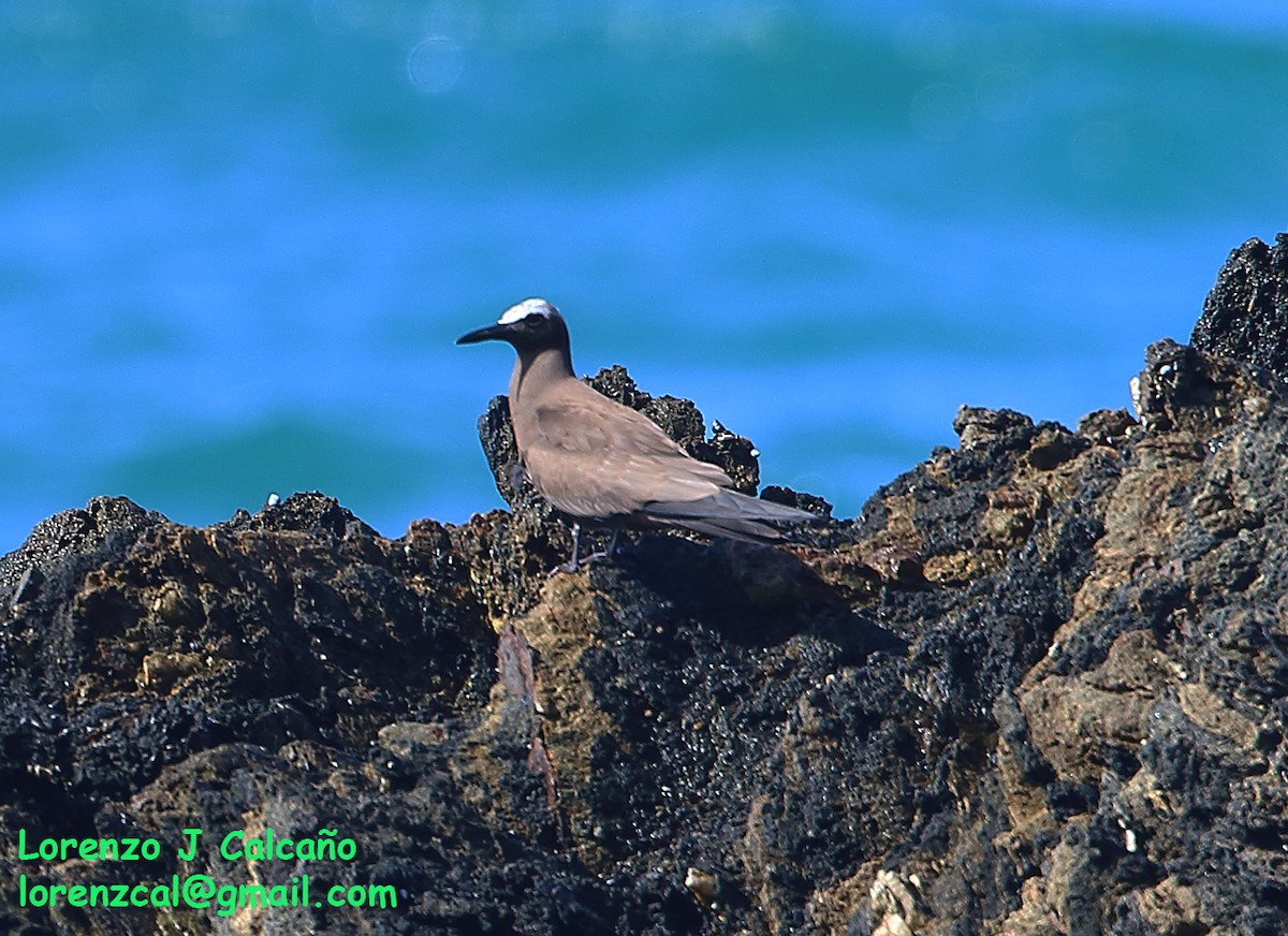 Brown Noddy - ML305064321